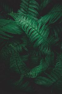 Preview wallpaper plant, fern, leaves, greens, macro