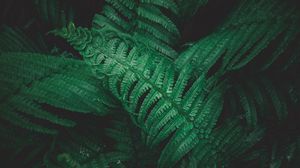 Preview wallpaper plant, fern, leaves, greens, macro