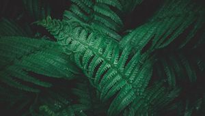 Preview wallpaper plant, fern, leaves, greens, macro