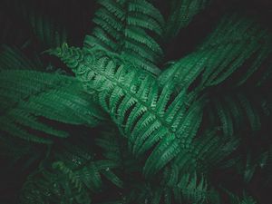 Preview wallpaper plant, fern, leaves, greens, macro