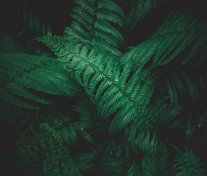 Preview wallpaper plant, fern, leaves, greens, macro