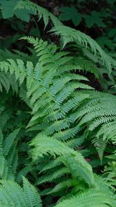 Preview wallpaper plant, fern, macro, green