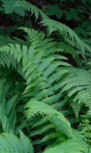 Preview wallpaper plant, fern, macro, green