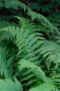 Preview wallpaper plant, fern, macro, green