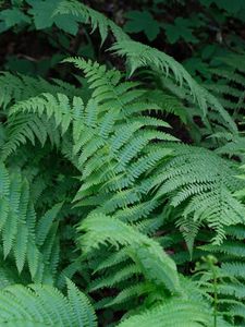 Preview wallpaper plant, fern, macro, green