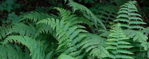 Preview wallpaper plant, fern, macro, green