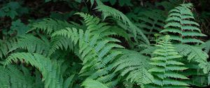 Preview wallpaper plant, fern, macro, green