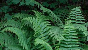 Preview wallpaper plant, fern, macro, green