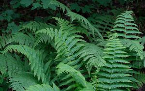 Preview wallpaper plant, fern, macro, green