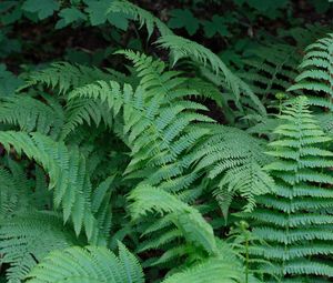 Preview wallpaper plant, fern, macro, green