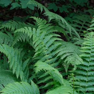 Preview wallpaper plant, fern, macro, green