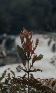 Preview wallpaper plant, fern, wild, nature