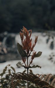 Preview wallpaper plant, fern, wild, nature