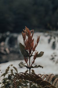 Preview wallpaper plant, fern, wild, nature