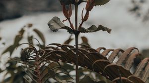 Preview wallpaper plant, fern, wild, nature