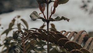 Preview wallpaper plant, fern, wild, nature