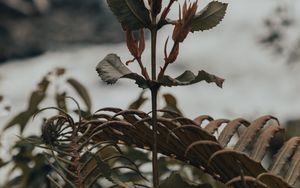 Preview wallpaper plant, fern, wild, nature