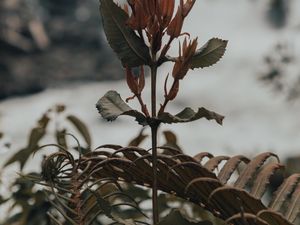 Preview wallpaper plant, fern, wild, nature