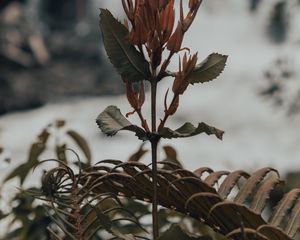 Preview wallpaper plant, fern, wild, nature