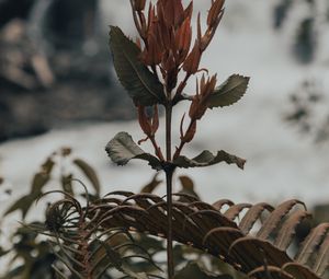 Preview wallpaper plant, fern, wild, nature