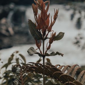 Preview wallpaper plant, fern, wild, nature
