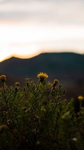 Preview wallpaper plant, flower, bloom, yellow, wild