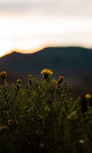 Preview wallpaper plant, flower, bloom, yellow, wild