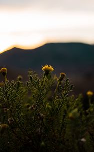 Preview wallpaper plant, flower, bloom, yellow, wild