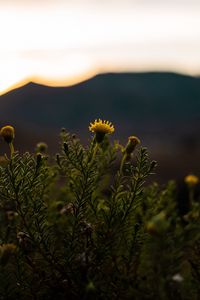 Preview wallpaper plant, flower, bloom, yellow, wild