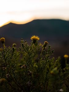 Preview wallpaper plant, flower, bloom, yellow, wild
