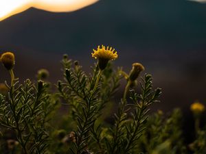 Preview wallpaper plant, flower, bloom, yellow, wild