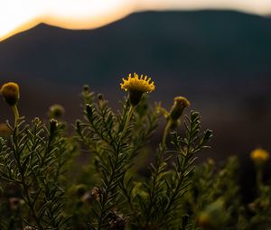 Preview wallpaper plant, flower, bloom, yellow, wild