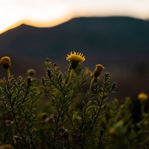 Preview wallpaper plant, flower, bloom, yellow, wild