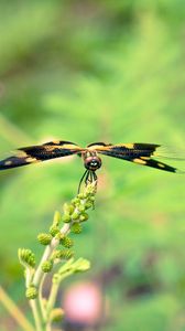 Preview wallpaper plant, flower, blur, butterfly