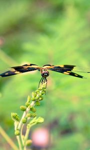 Preview wallpaper plant, flower, blur, butterfly