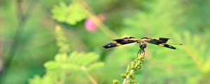 Preview wallpaper plant, flower, blur, butterfly