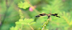 Preview wallpaper plant, flower, blur, butterfly