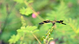 Preview wallpaper plant, flower, blur, butterfly