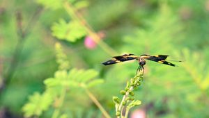 Preview wallpaper plant, flower, blur, butterfly