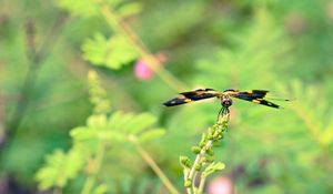 Preview wallpaper plant, flower, blur, butterfly