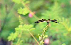 Preview wallpaper plant, flower, blur, butterfly