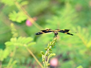 Preview wallpaper plant, flower, blur, butterfly