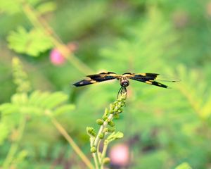 Preview wallpaper plant, flower, blur, butterfly