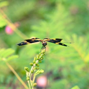 Preview wallpaper plant, flower, blur, butterfly