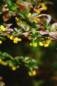 Preview wallpaper plant, flower, branch, close-up