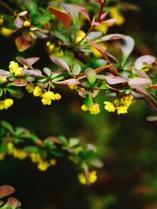 Preview wallpaper plant, flower, branch, close-up