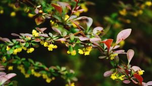 Preview wallpaper plant, flower, branch, close-up