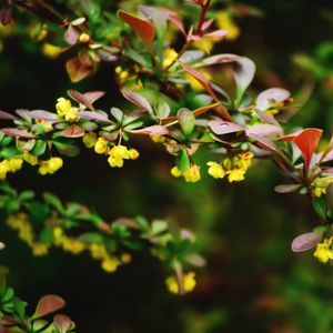 Preview wallpaper plant, flower, branch, close-up