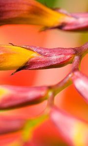 Preview wallpaper plant, flower, branch, close-up