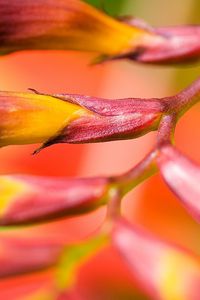 Preview wallpaper plant, flower, branch, close-up